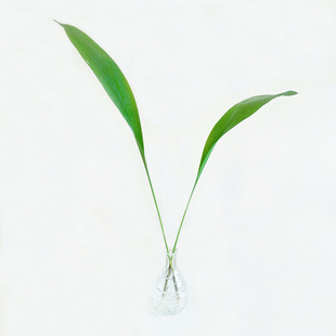 一叶兰水培植物室内客厅大盆栽幸福树发财树马醉木水养绿植好养