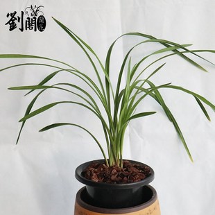 荷之冠冬带花苞出售浓香花卉绿植盆栽 荷瓣 刘阁兰花苗 莲瓣兰经典