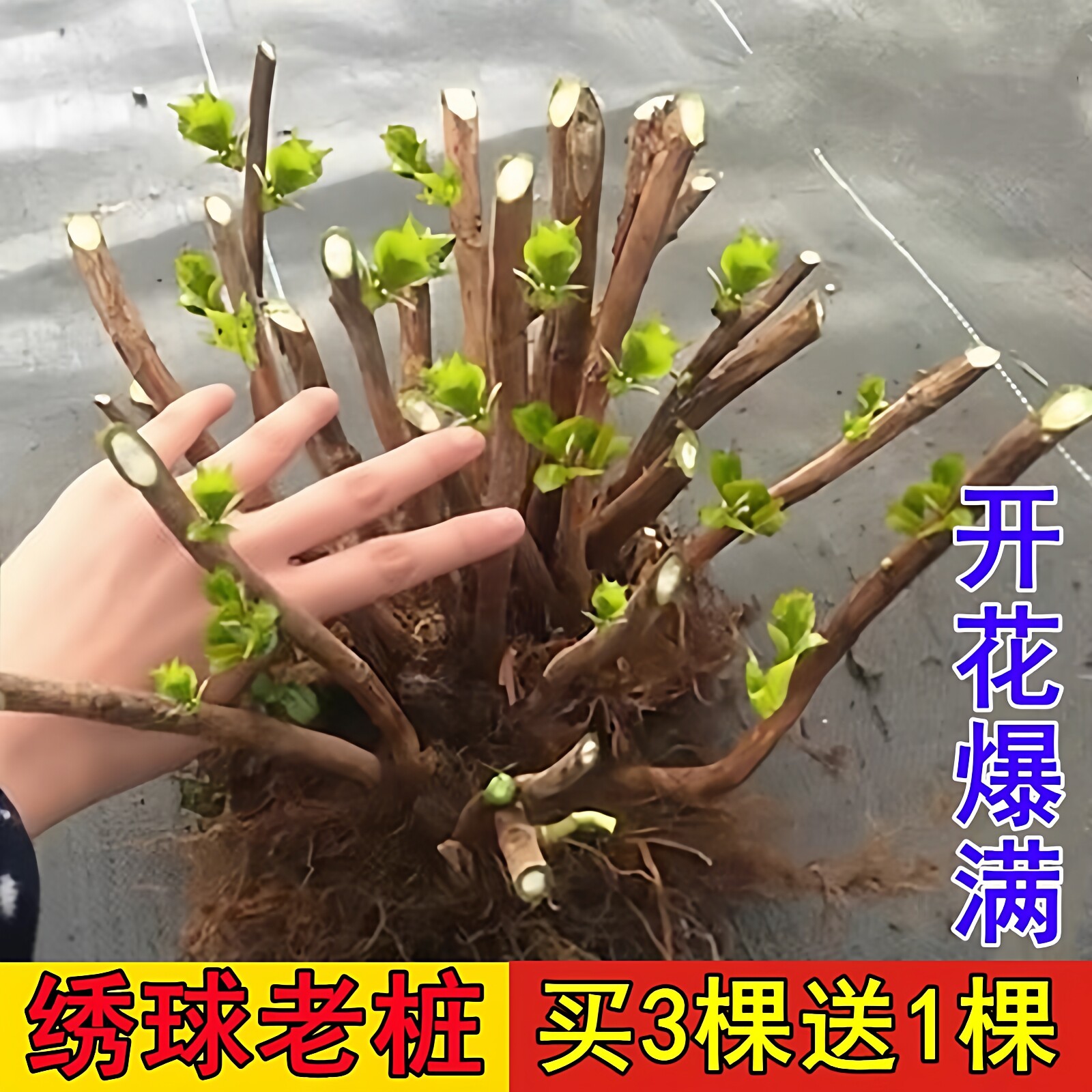 夏四季开花不断盆栽花卉植物室内阳台庭院易养活绣球花苗老桩无尽