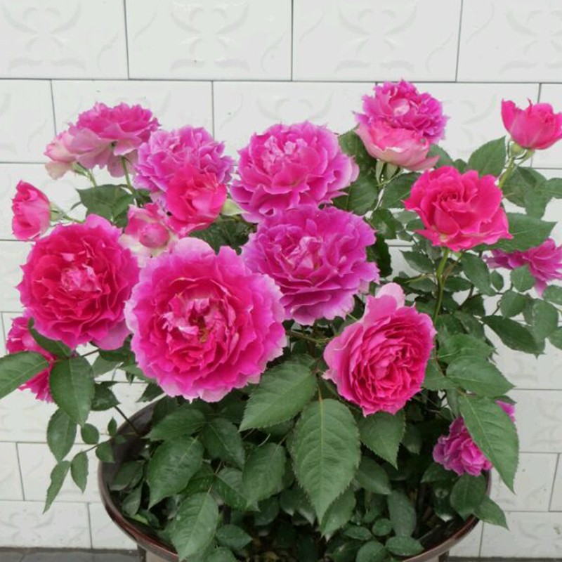 【九语】天方夜谭灌木月季花苗庭院阳台花卉盆栽浓香玫瑰四季开花