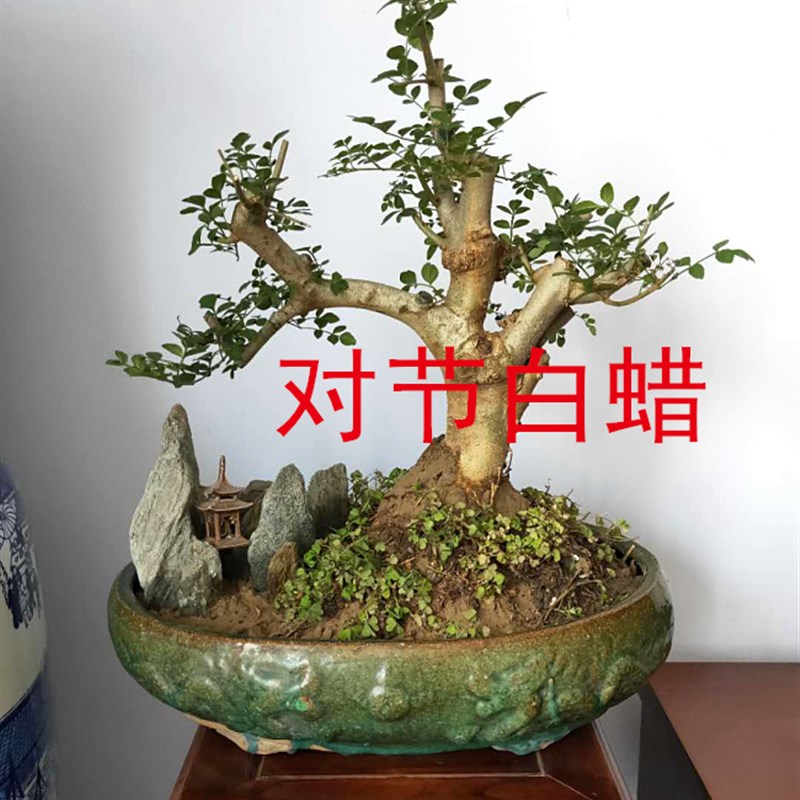 湖北京山对节白蜡小盆景素材养活熟桩小桩阳台盆栽美观