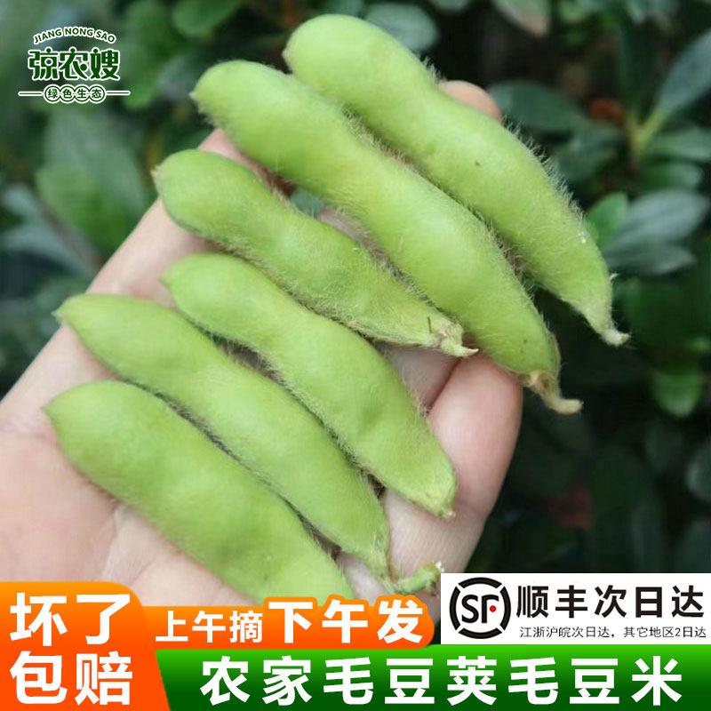 苏北农家新鲜毛豆带壳现摘现发毛豆角青毛豆嫩毛豆米毛豆仁毛豆粒