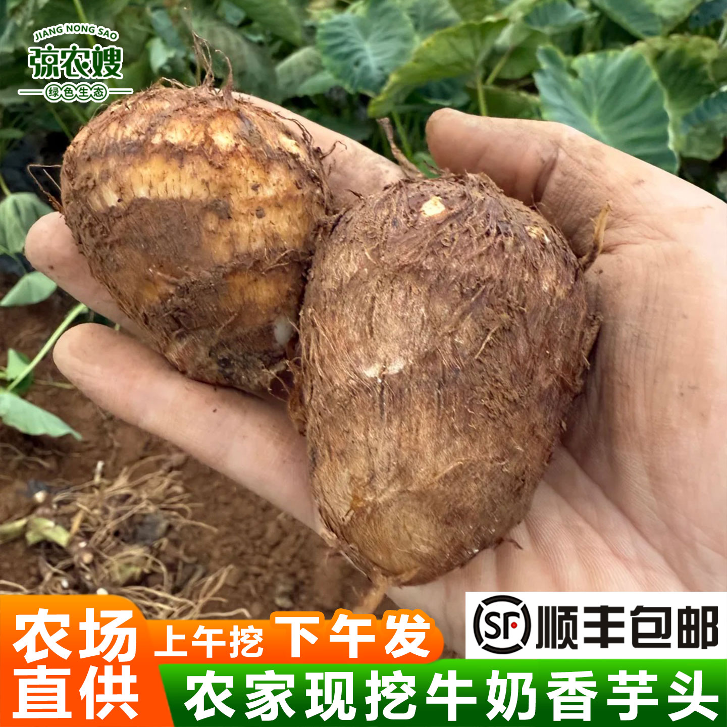 小芋头新鲜现挖牛奶芋头芋艿香芋头白芋头毛芋头农家芋头仔软糯