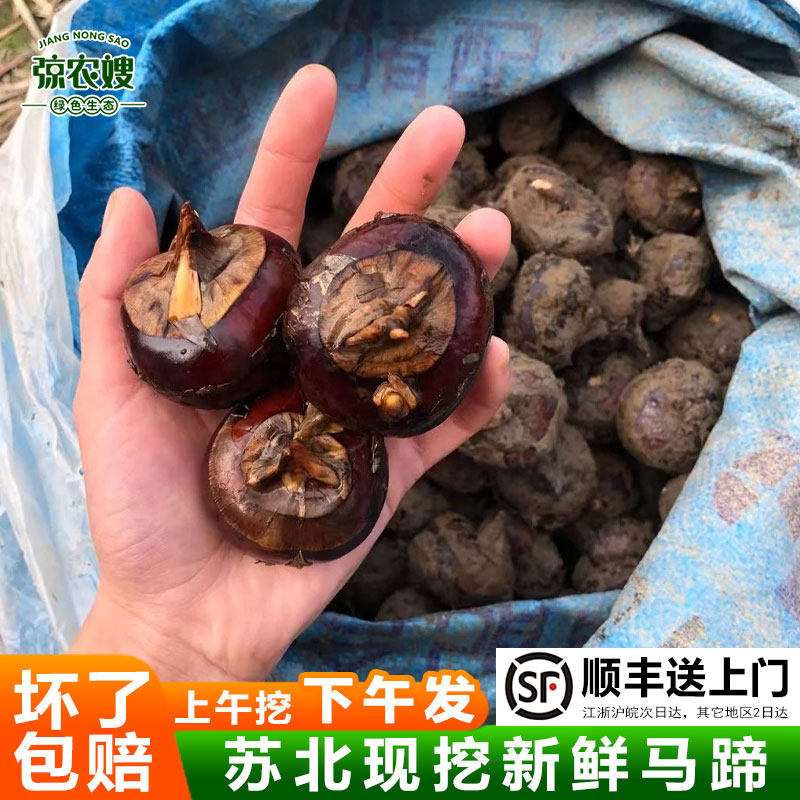 顺丰包邮新鲜现挖马蹄