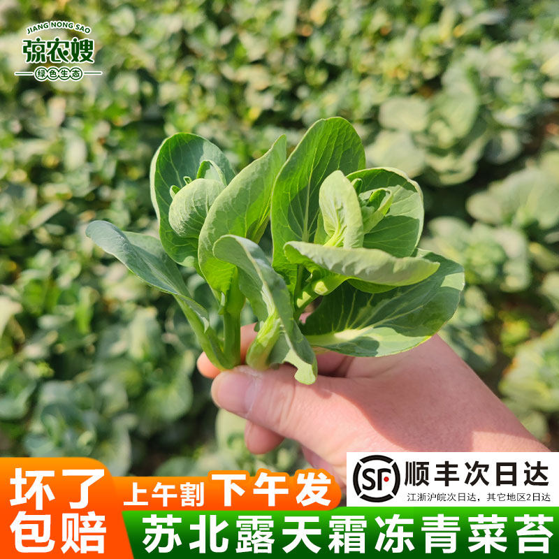 苏北霜冻菜心农家新鲜蔬菜油菜苔鲜嫩露天青菜苔菜尖菜花青菜头 - 弶农嫂生鲜旗舰店出品