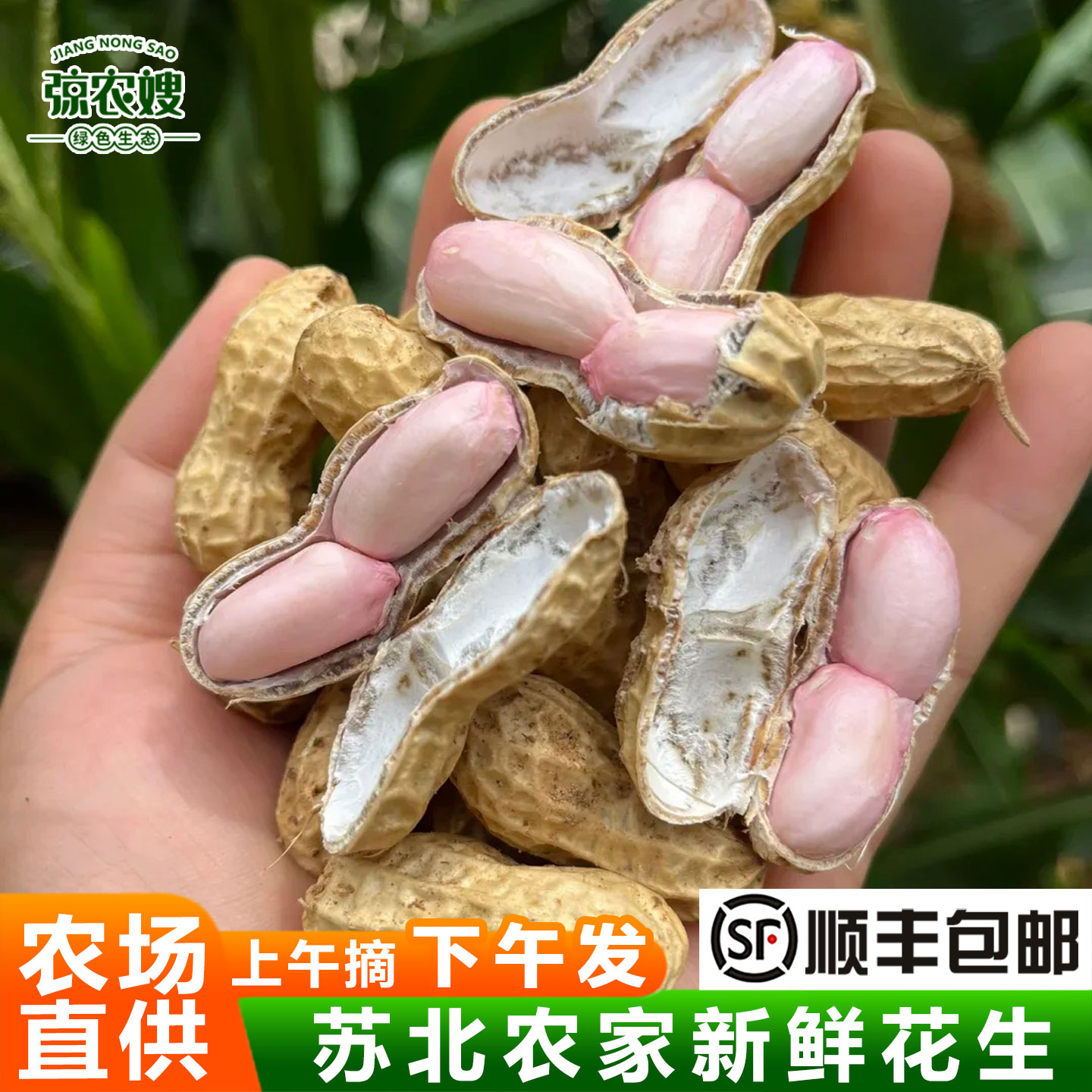 新鲜花生苏北农家自种湿花生现挖带壳生的粉红皮嫩花生水煮花生图片