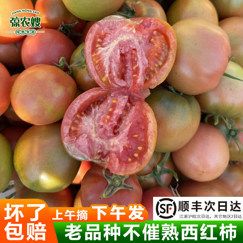 苏北农家老品种番茄新鲜现摘沙瓤西红柿红生吃柿子酸甜孕妇水果