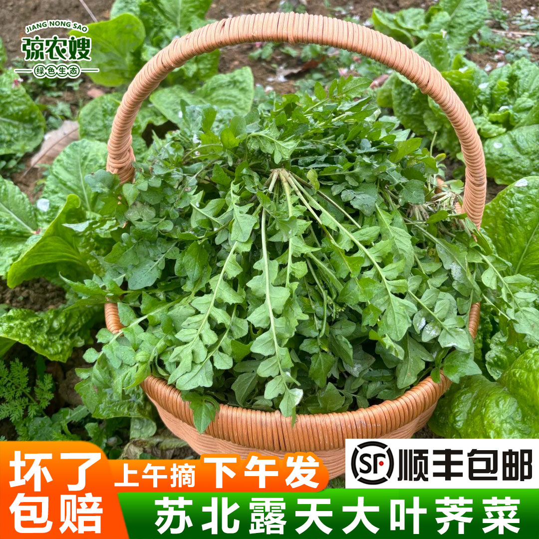 顺丰包邮现割露天荠菜