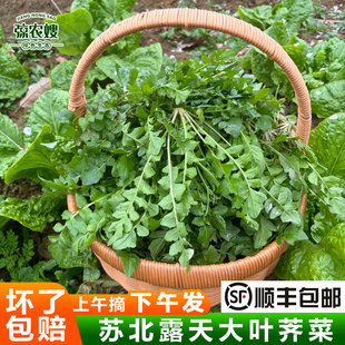 苏北露天农家荠菜新鲜蔬菜大叶荠荠菜现摘现发野菜地菜馄饨荠菜馅
