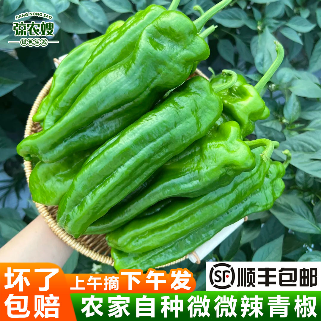 苏北农家自种青椒新鲜薄皮辣椒