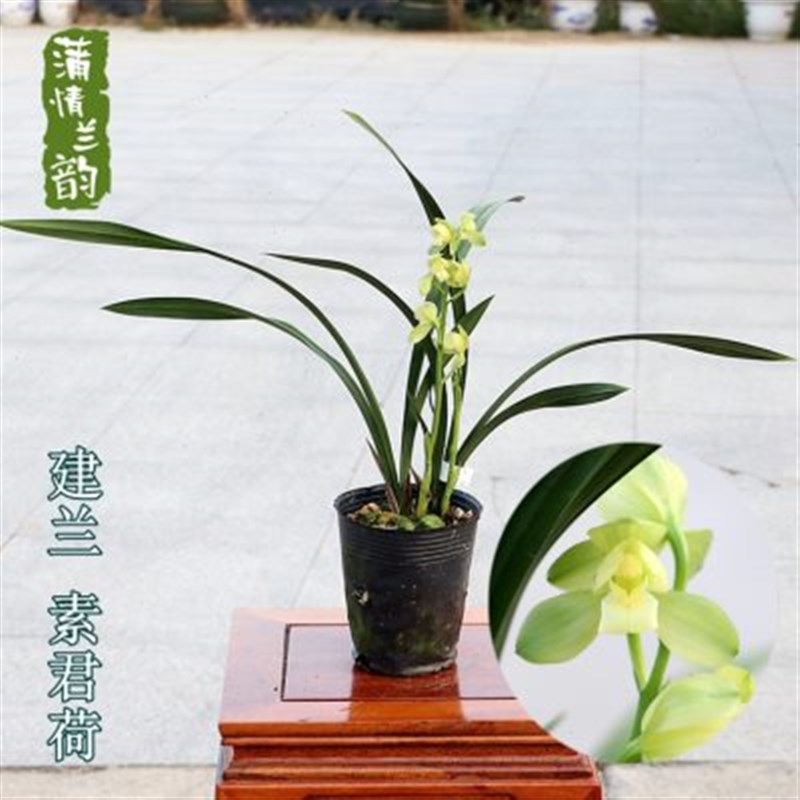 兰花苗建兰 素君荷 四季兰素心荷瓣花香花大叶质厚大圆舌舌净素