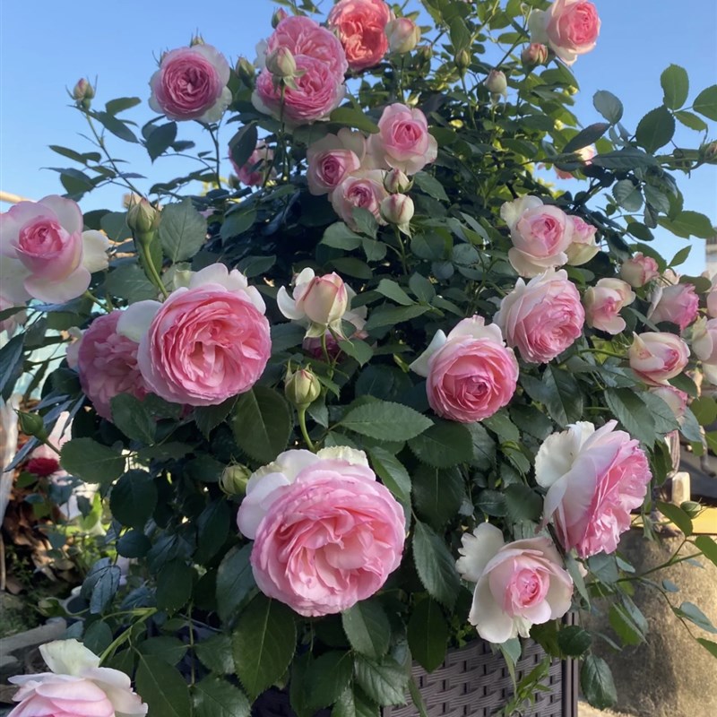 一加仑扦插粉龙