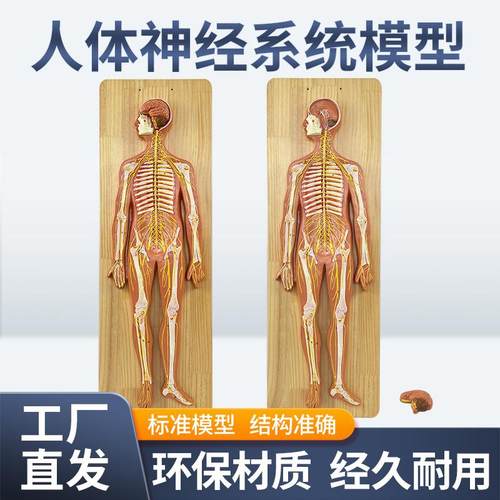 人体神经系统解剖模型 中枢神经脑脊髓 系统解剖中枢神经脑和脊髓