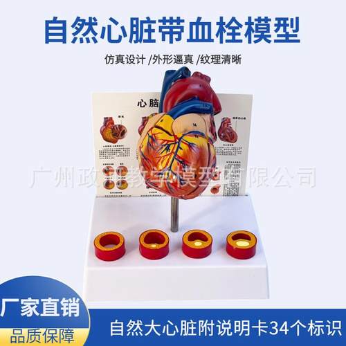 标准人体心脏模型 解剖可拆卸教学仿真 自然大心脏带血栓血管模型