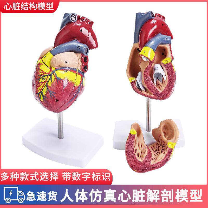 人体自然大心脏解剖模型  有34个标识B超彩超  医学心脏教学模型