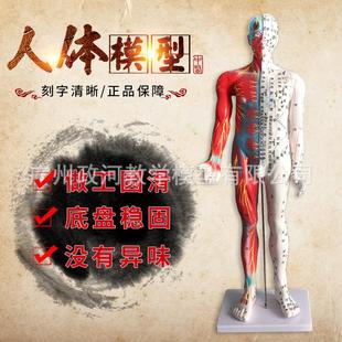 刻字清晰教学85CM人体针灸模型 半肌肉解剖模型中医经络穴位模型