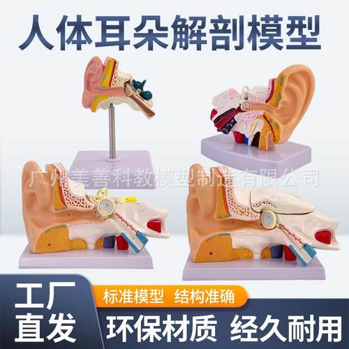 耳朵模型人耳解剖采耳教学培训耳鼻喉科教学展示内耳结构医学模型