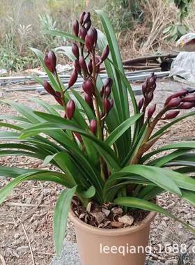 兰花红宝石大花惠兰建兰春兰红花家居室内花卉绿植盆栽带花苞发货