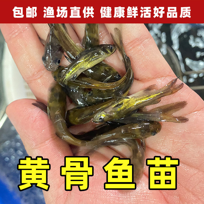 黄骨鱼苗黄颡鱼苗黄辣丁鱼苗淡水养殖鲜活昂刺鱼食用黄腊丁黄鸭叫