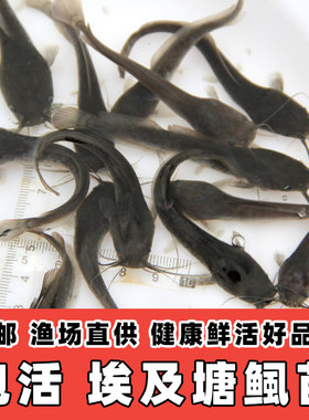 埃及胡子鲶鱼苗淡水养殖食用塘鲺