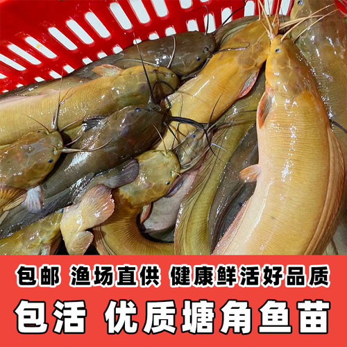 塘角鱼本地塘鲺鱼苗胡子鲶鱼