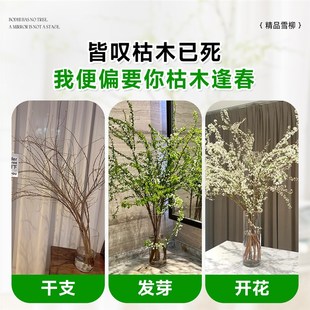 极速雪柳干枝水养干支水培植物懒人适合养L的花雪柳鲜枝带花苞花