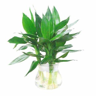 极速家庭大型绿植耐寒冬季适合家里养F的组合盆景花卉竹花树绿客