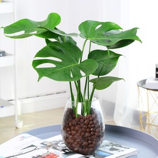 极速龟背竹大盆栽室内客厅好养水培植物老L桩大型绿植净化空气水