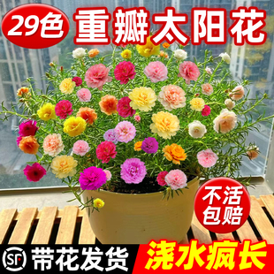 极速重瓣太阳花苗盆栽牡丹太w阳花大花带根老桩室内阳台四季开花