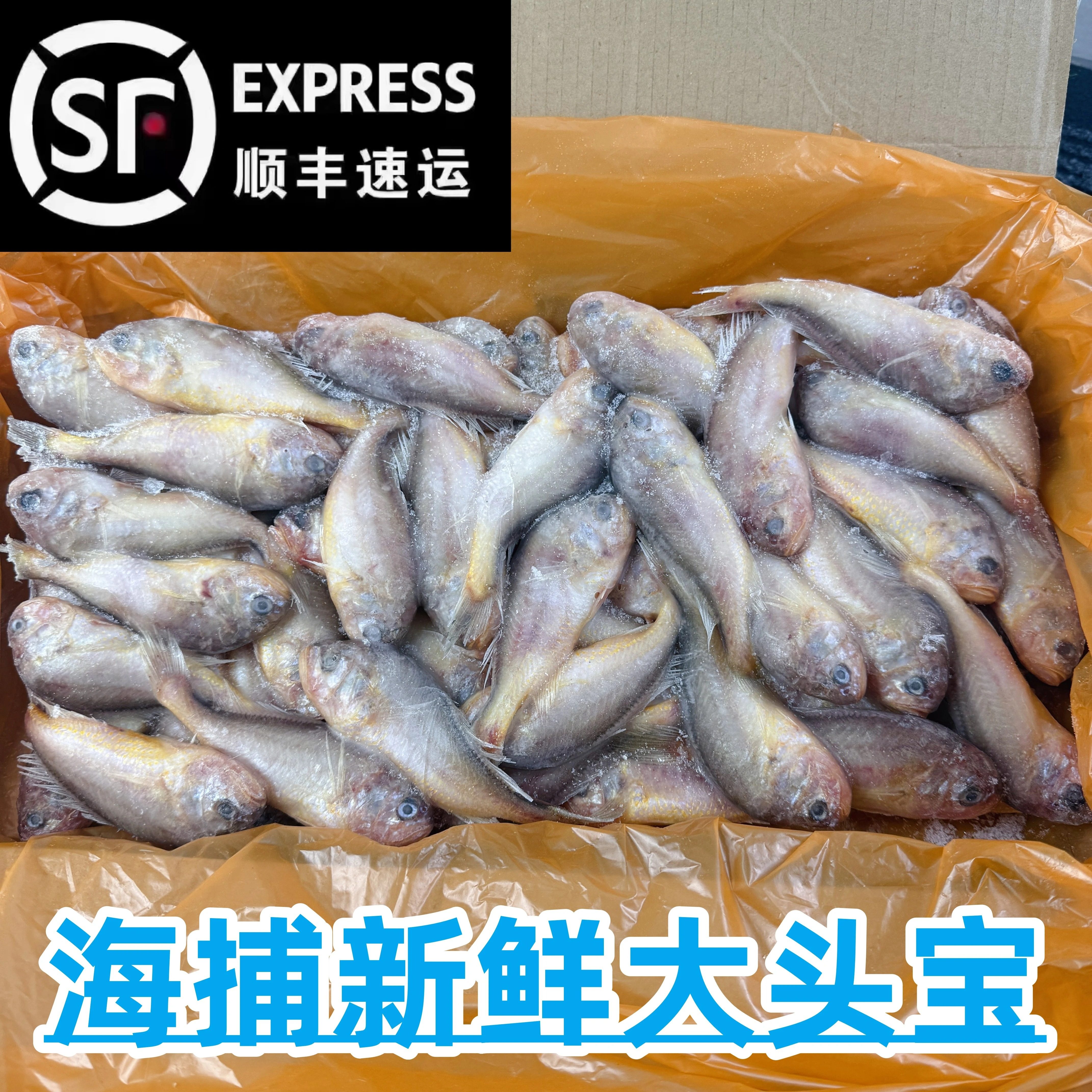 大头宝鱼梅子鱼大头新鲜海捕狮头鱼梅子鱼大头梅童鱼