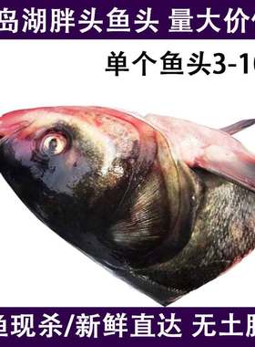 3-10斤/个 千岛湖大鱼头新鲜胖头鱼头花鲢鱼头鳙鱼鱼头泡饼 包邮