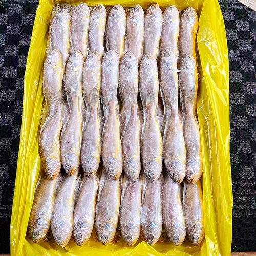 小黄花鱼新鲜冷冻6斤烧烤小黄鱼