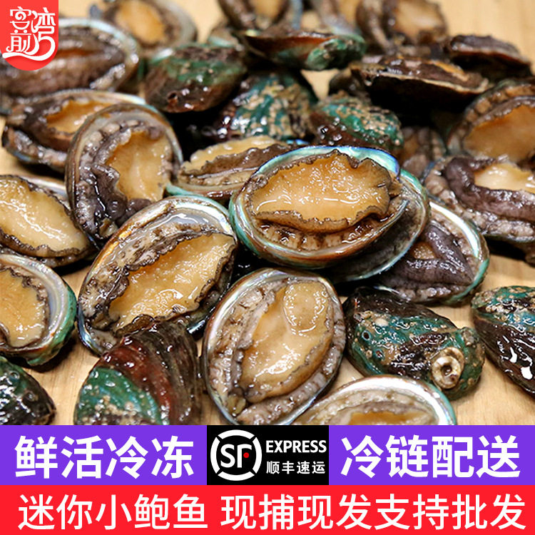 活冻小鲍鱼网红麻辣小海鲜 餐饮佛跳墙食材 社区团购