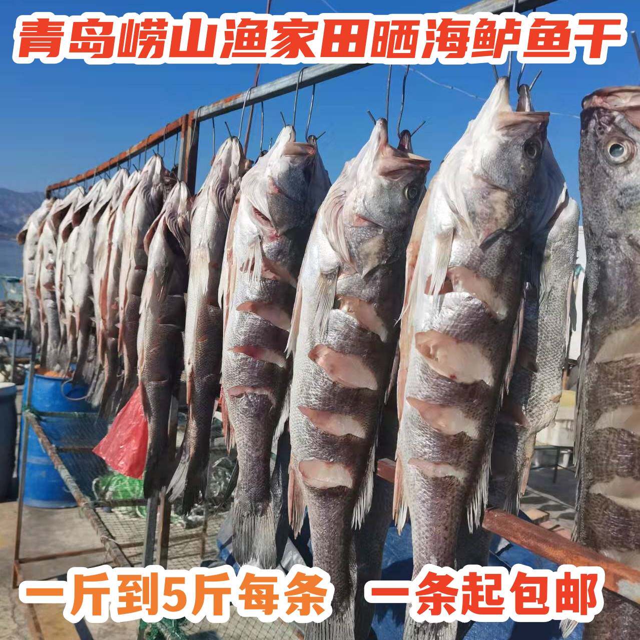 青岛崂山王哥庄渔家田晒淡干海鲈鱼干2到8斤每条一条起包邮