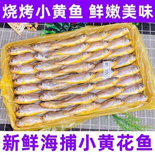 冷冻小黄鱼烧烤小黄鱼东海黄花鱼烧烤黄花鱼小黄鱼商用新鲜鱼75条