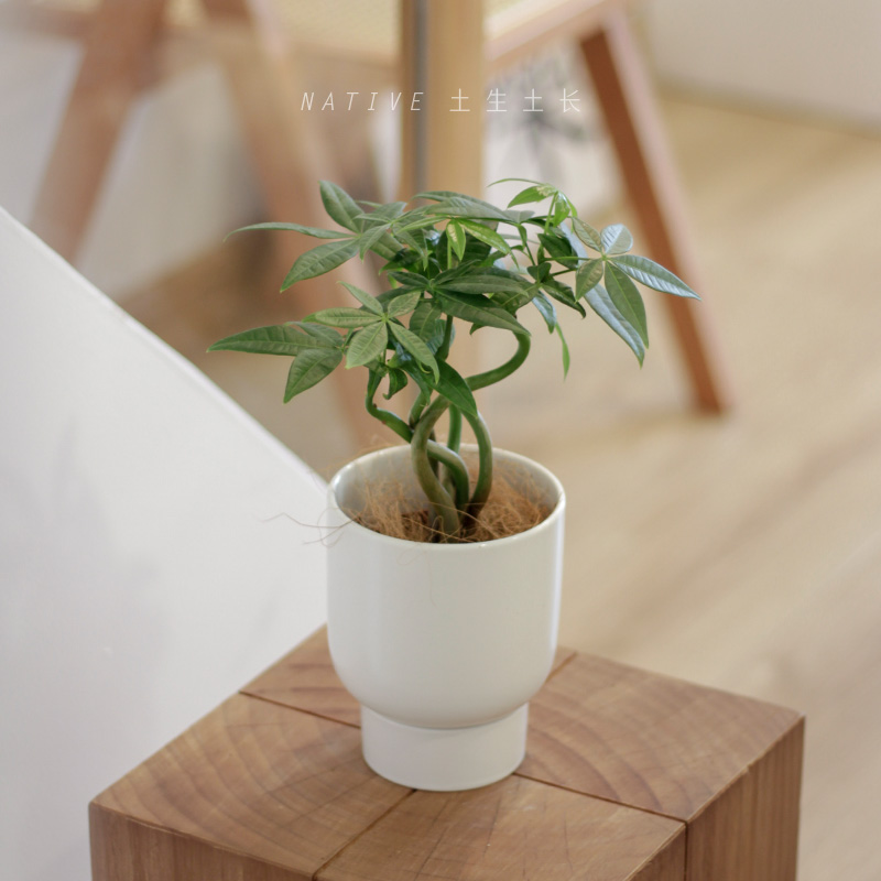 土生土长 奇趣发财树室内桌面造型迷你网红净化空气绿植小盆景