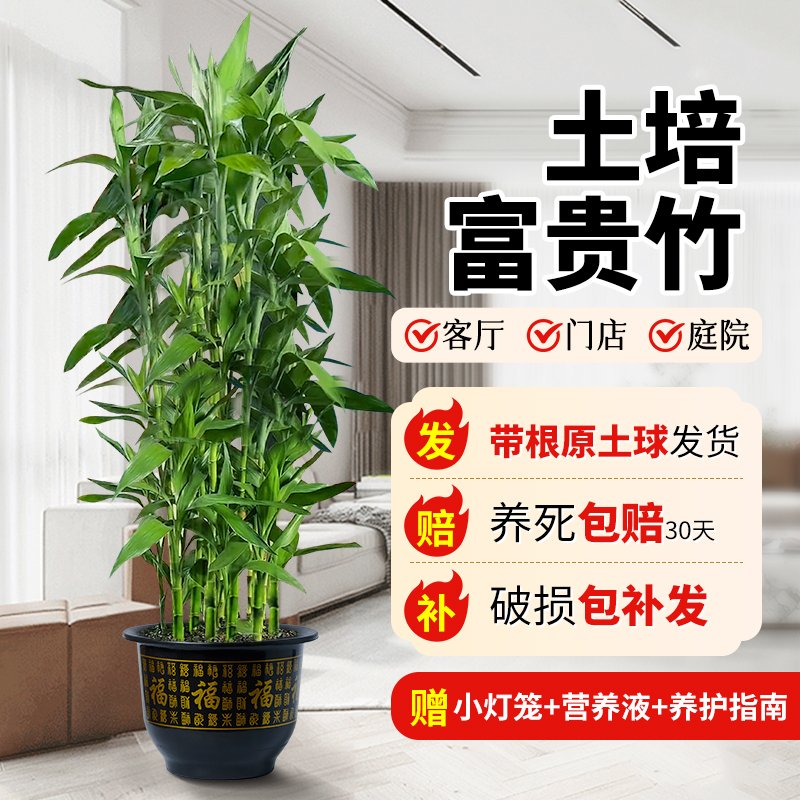富贵竹植物客厅招财土培大盆栽节节高粗杆带根植物V绿竹室内好养