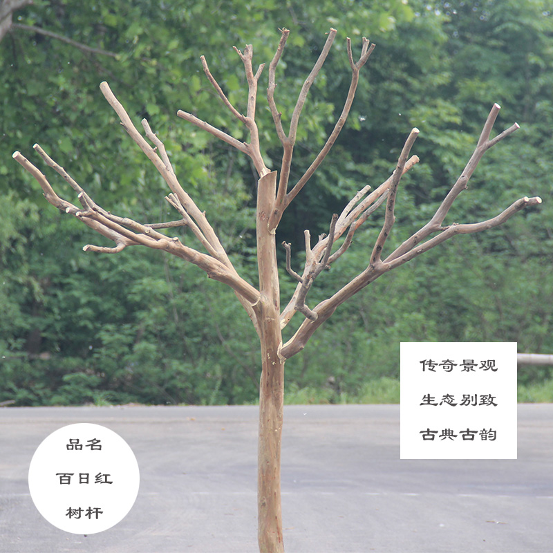 天然树干树枝造型装饰树白树干酒店大堂造型实木粗树摆件枯木艺术