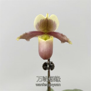 绿缘兜兰  小叶x苍叶P.barbigerum  x glaucophyllum小型桌面盆栽