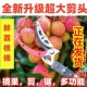 新品 高枝剪修枝剪不锈钢剪刀修剪园林疏花稀果剪枝高空剪高枝花剪