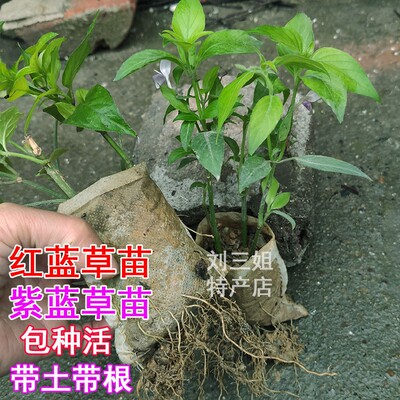 红蓝草紫蓝草苗广西五色糯米饭植物染料黄花盆栽绿植红丝线毛红兰