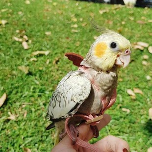 玄凤鹦鹉活鸟黄化珍珠原始灰手养亲人能学说话唱歌的半毛宠物雏鸟