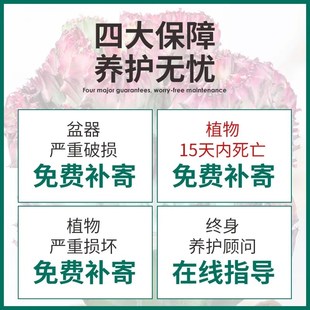 玉麒麟多肉植物盆栽室内办公桌面招财摆件龙骨彩麒麟绿植花卉盆景