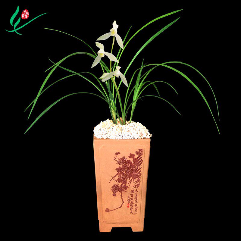 云南莲瓣兰花大雪l素浓香花卉盆景盆栽土绿植兰带草植物花苞名贵