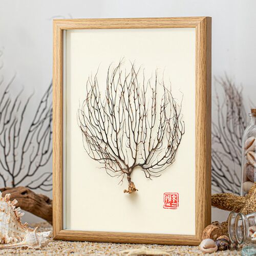 天然海树枝dfiy制作标本挂画手工艺品摆件相框家居创意装饰制品