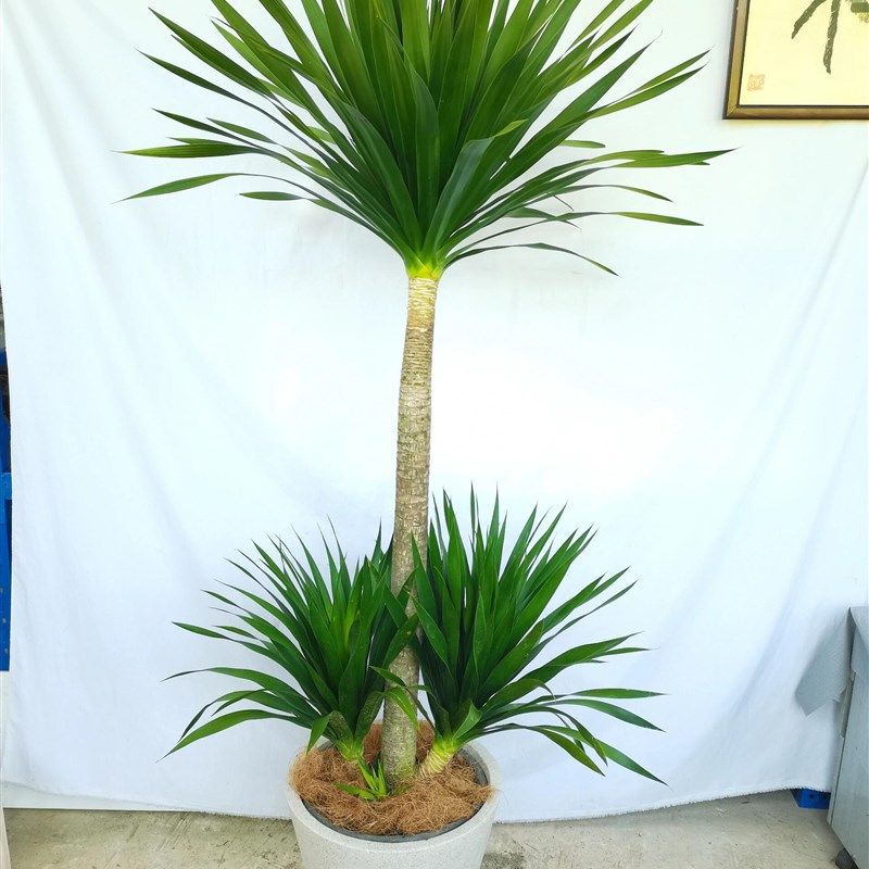 黑珍珠龙血树太空铁客o厅绿植高级感客厅大盆栽室内好养植物龙须