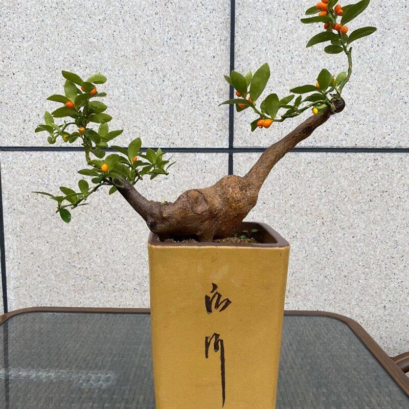 金豆盆景雀梅老桩盆景金弹子树苗黄栌盆景金豆老桩盆景观果树桩