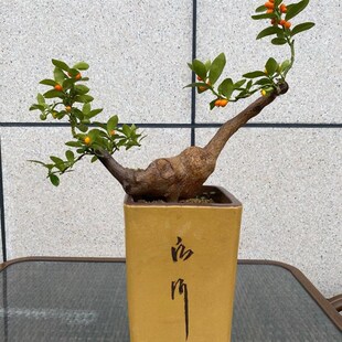 金豆盆景雀梅老桩盆景金弹子树苗黄栌盆景金豆老桩盆景观果树桩