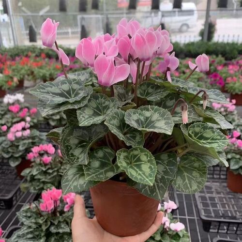 仙客来盆栽花苗带好养室内室外四季开花易活重瓣大花苗观花植物