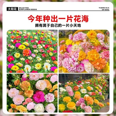 重瓣太阳花种孑花种籽子室内室外观花卉植物花籽四季播种开花易活